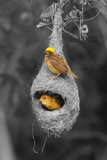 a bird nest hanging from a tree branch with another bird in it's mouth