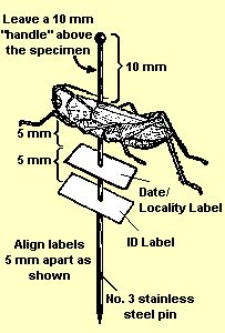 the diagram shows how to measure and label an insect on a pole with labels in each corner