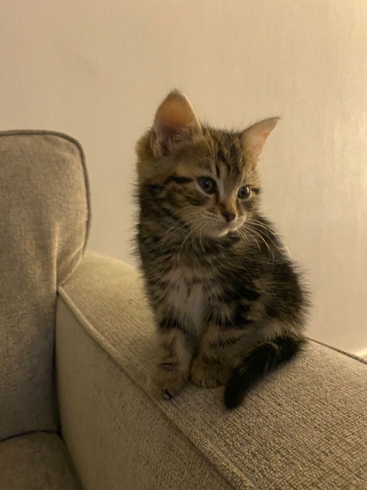 a small kitten sitting on top of a couch