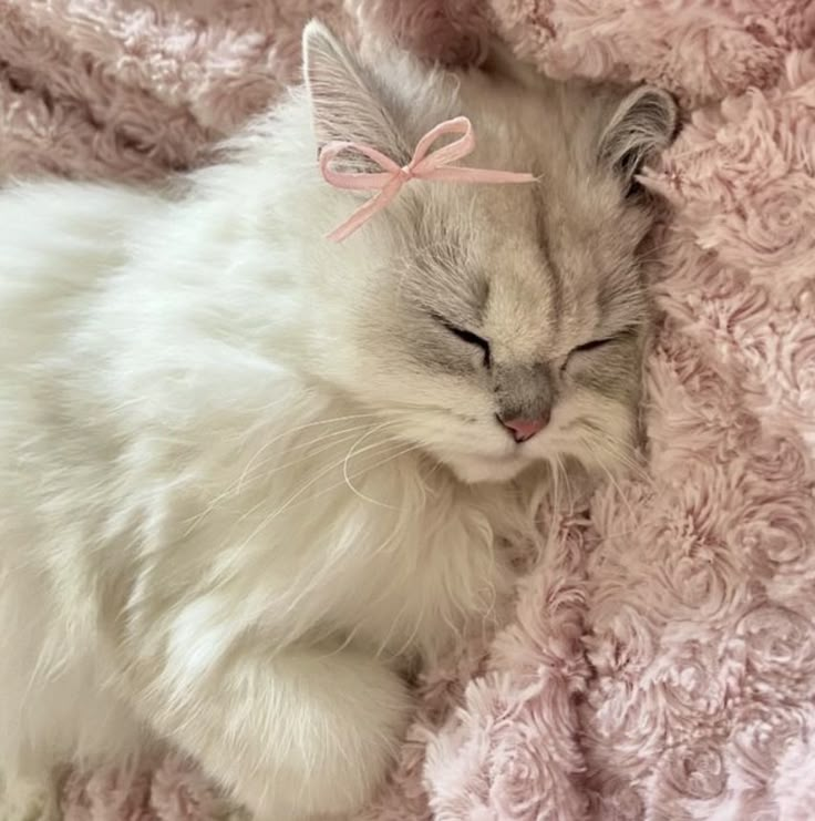 a white cat with a pink bow on its head is curled up in a blanket