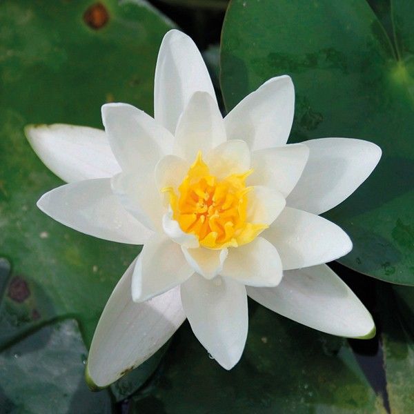 a white flower with yellow center surrounded by water lilies and leaves in the pond