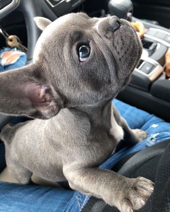 a small gray dog sitting on top of a person's lap in a car