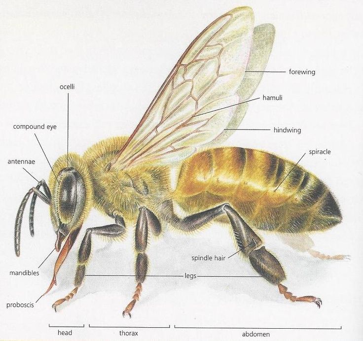 a diagram of the anatomy of a honeybee with labels on its wings and abdomens