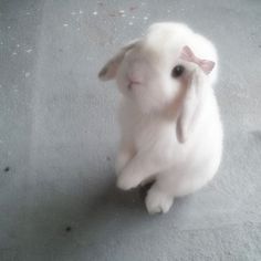 a small white rabbit sitting on top of a gray floor