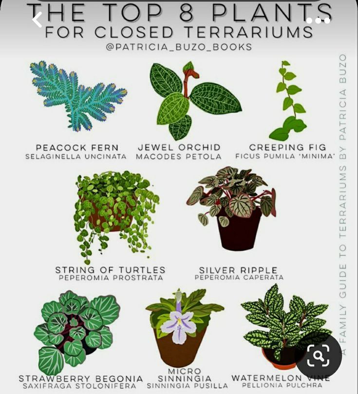 the top 8 plants for closed terrariums