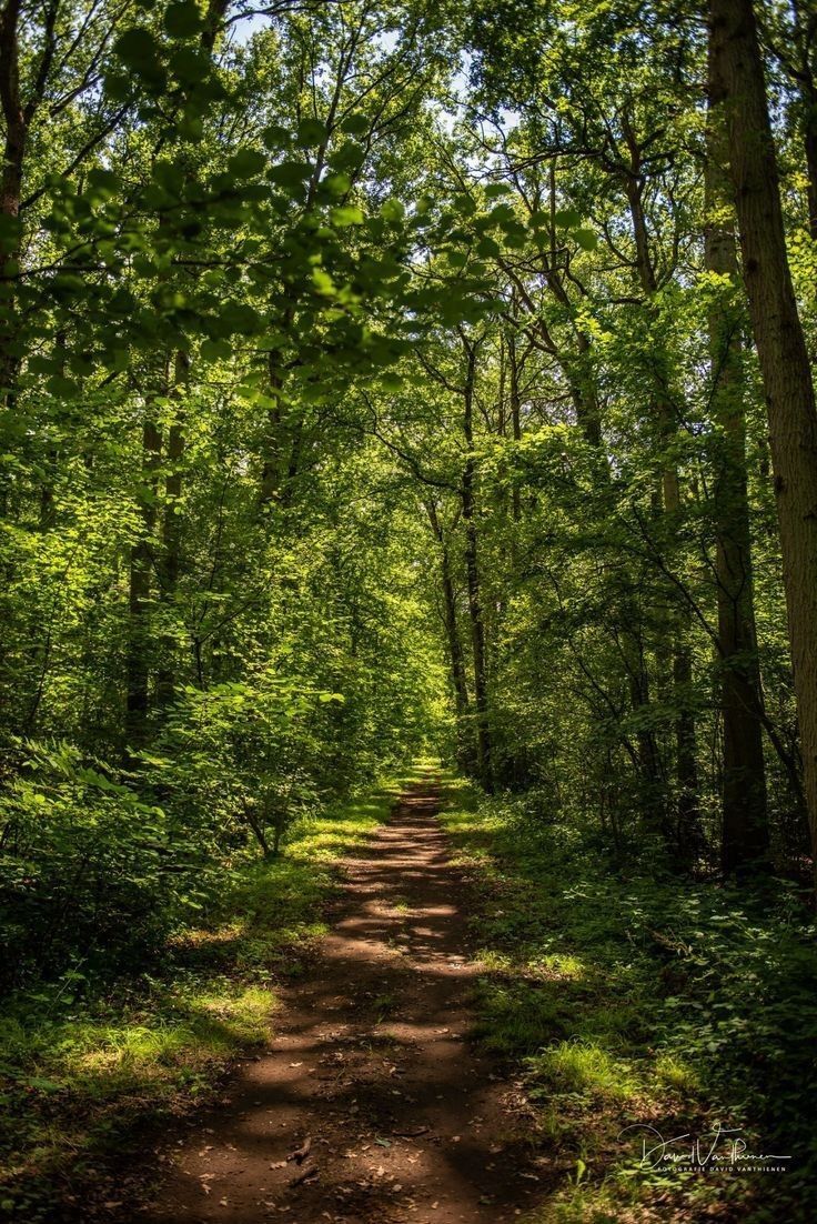 a dirt road in the middle of a forest with lots of trees on both sides