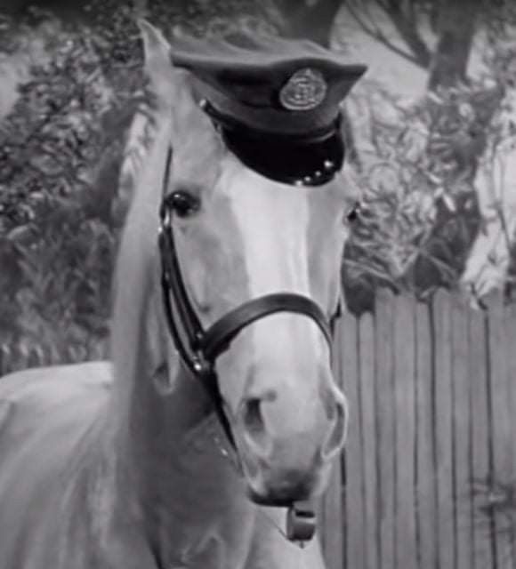 black and white photo of a horse wearing a hat