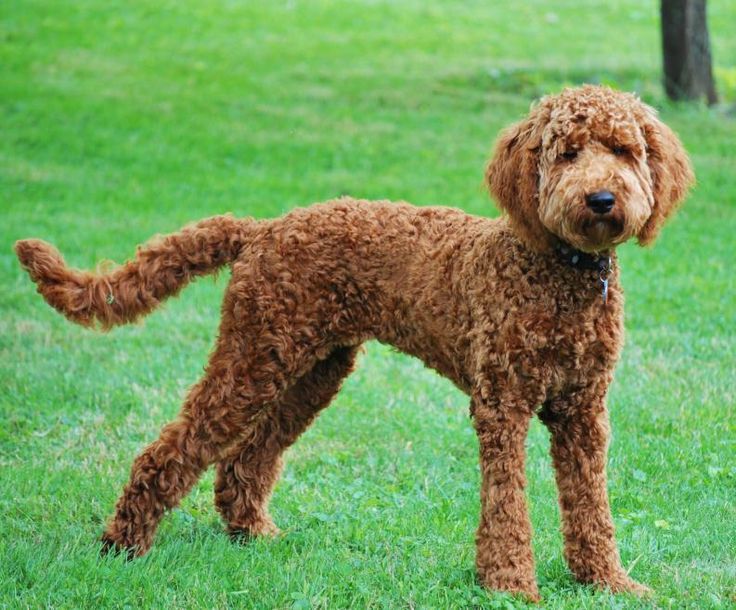 a brown dog standing on top of a green grass covered field with trees in the background