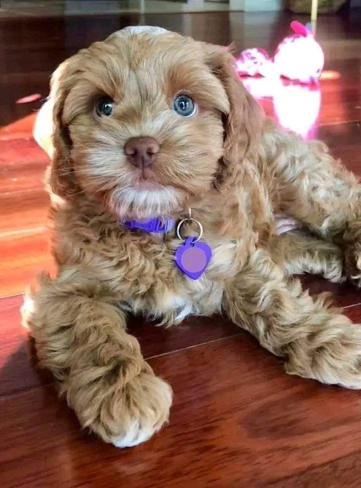 a small brown dog laying on top of a wooden floor