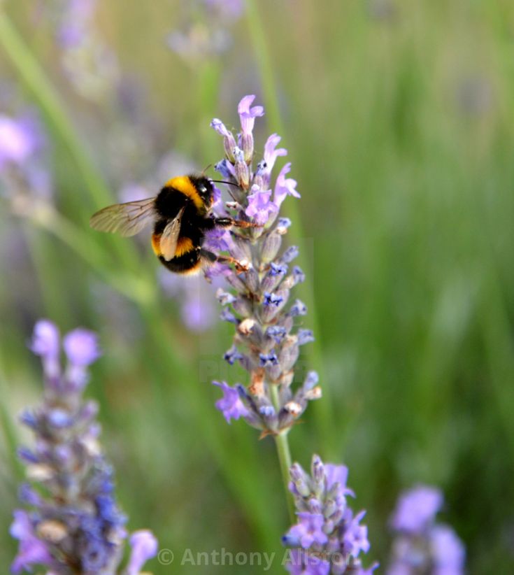 a yellow and black bee sitting on top of a purple flower