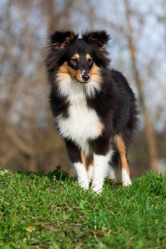 a small dog standing on top of a lush green field