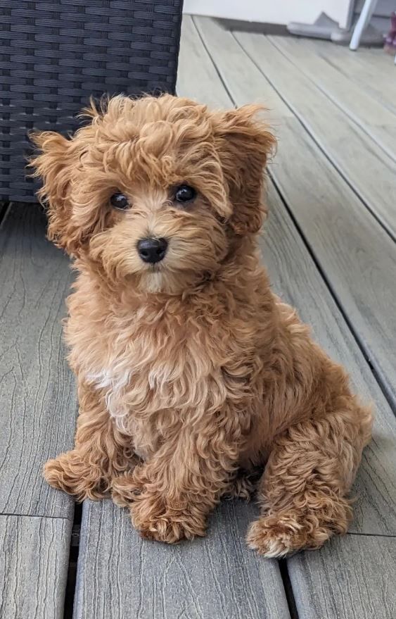 a small brown dog sitting on top of a wooden floor