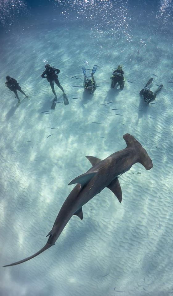 several scuba divers and a shark in the water