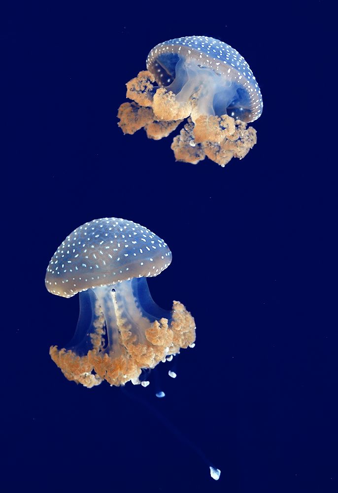 two jellyfish are swimming in the water