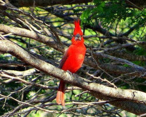 a red bird sitting on top of a tree branch