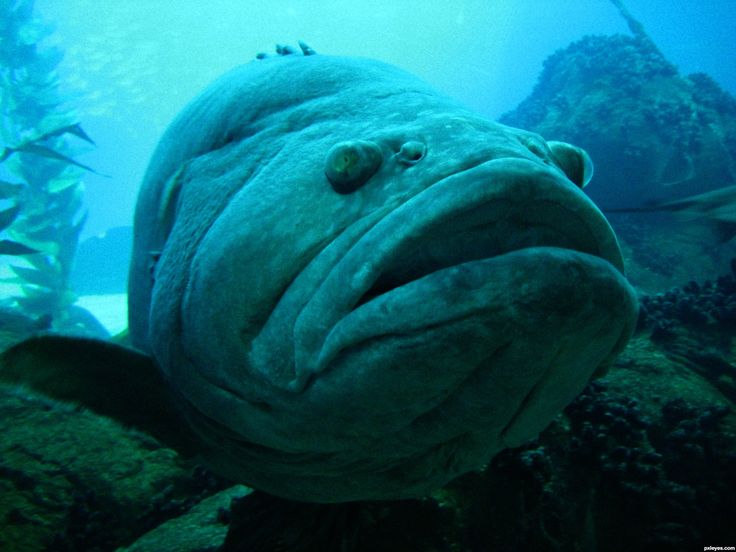 a large fish with its mouth open in the water