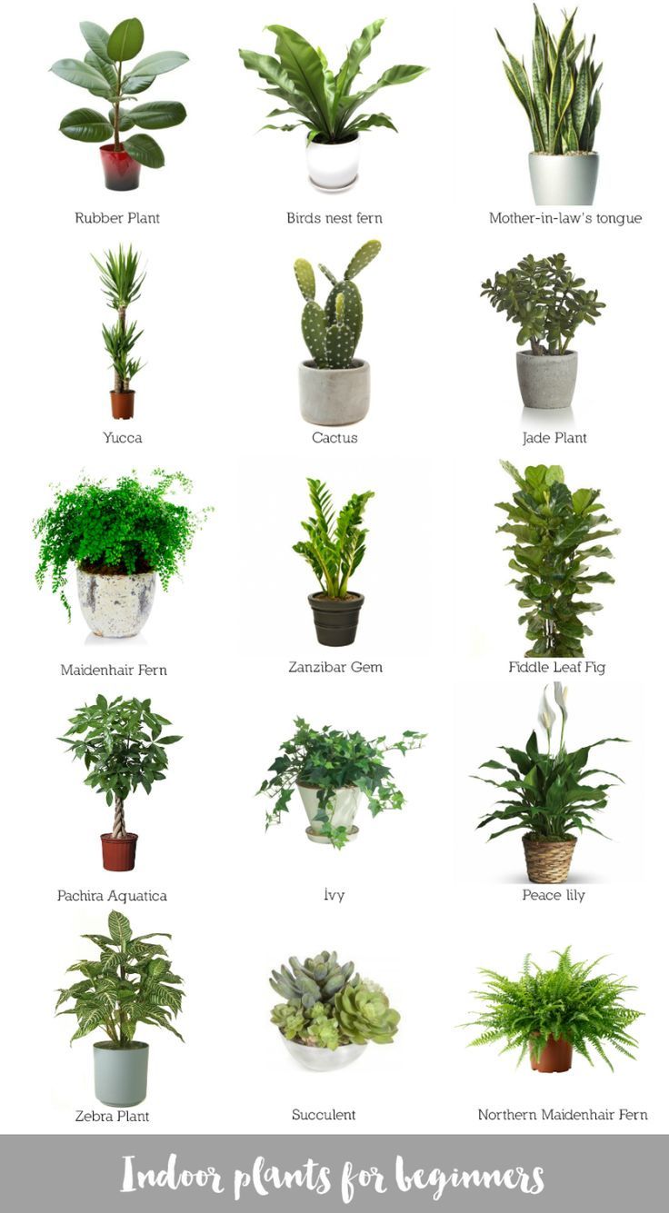 an image of different types of house plants