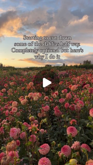 a field full of pink flowers with the words starting to cut down some of the dahls half way completely operational but leaves why