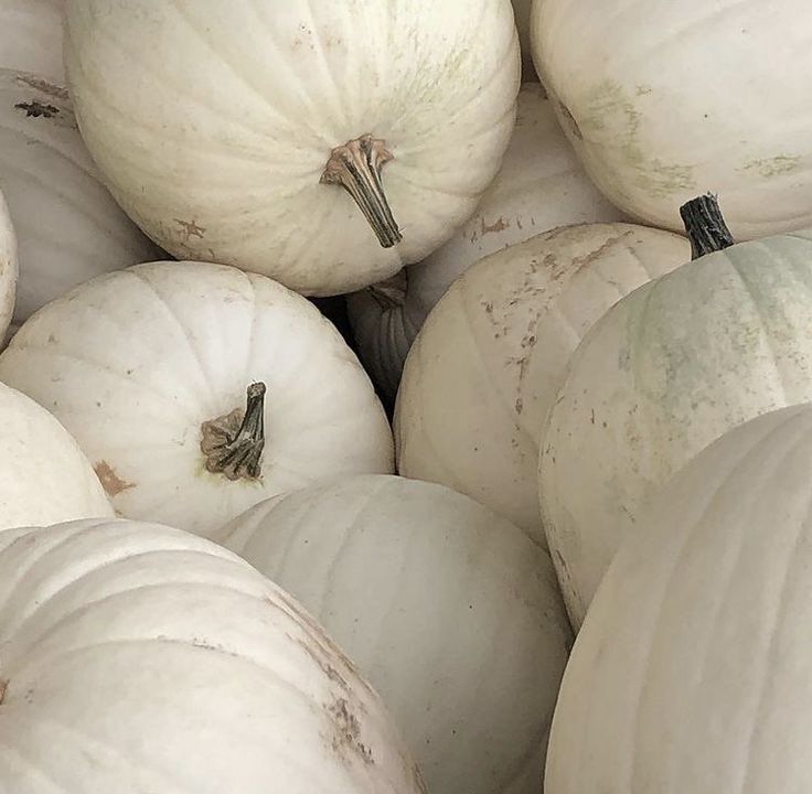 many white pumpkins are piled up together