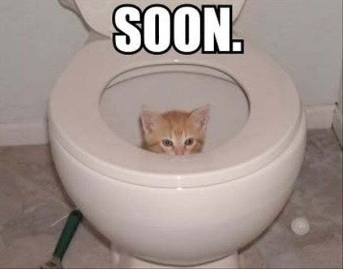 a small kitten peeks out from inside the toilet