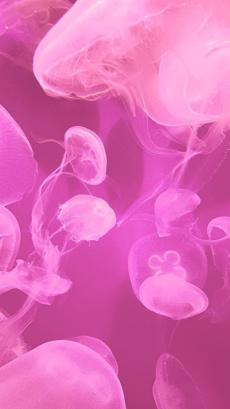 pink, jellyfish, ocean, aesthetic. Pink Jellyfish Aesthetic Wallpaper, Pink Medusa Wallpaper, Pink Fish Wallpaper, Pink Jellyfish Aesthetic, Pink Jelly Wallpaper, Jellyfish Wallpaper Iphone, Pink Wallpaper Aesthetic Iphone, Jellyfish Wallpaper Aesthetic, Pink Jellyfish Wallpaper