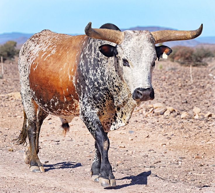 a brown and white cow standing on top of a dirt field