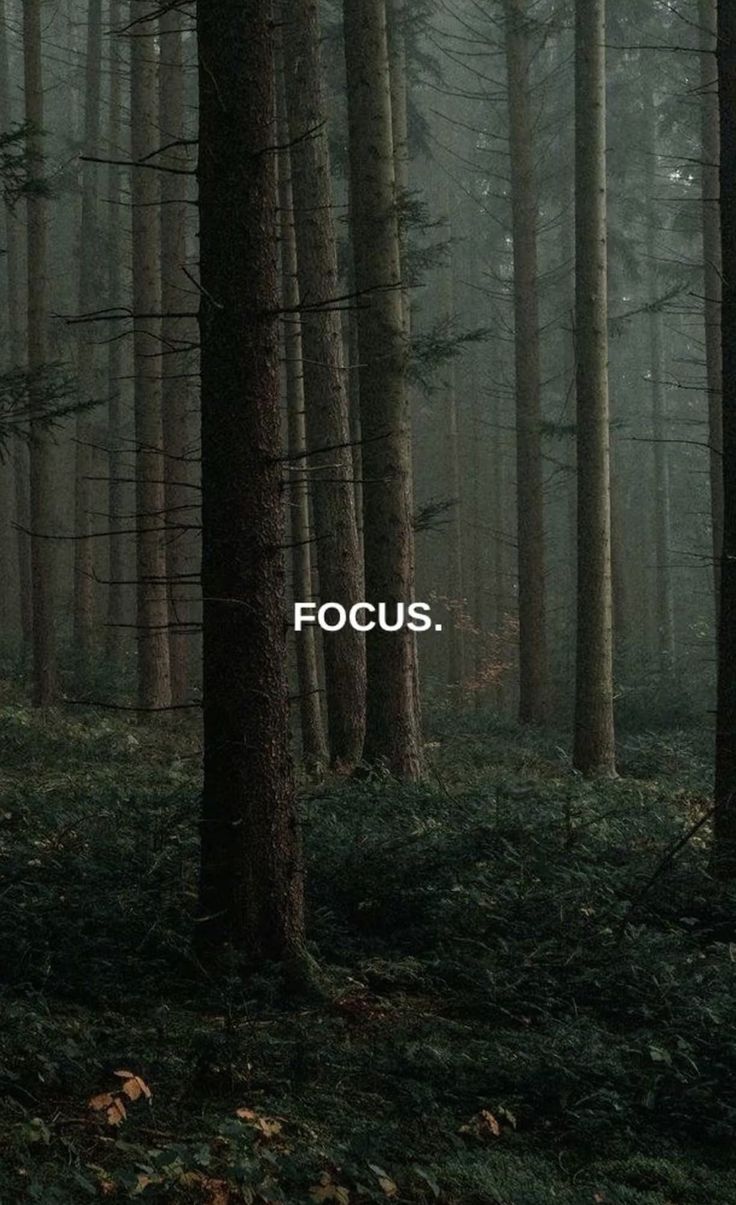 a forest filled with lots of trees covered in fog and the words focus on it