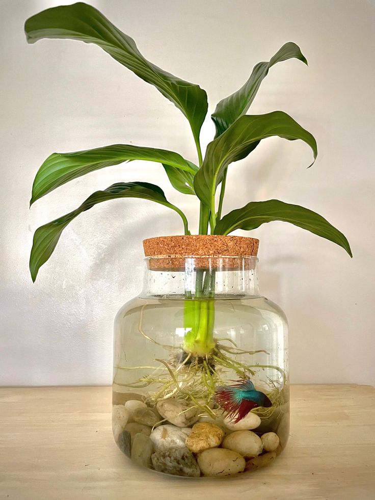 a plant in a glass jar filled with rocks