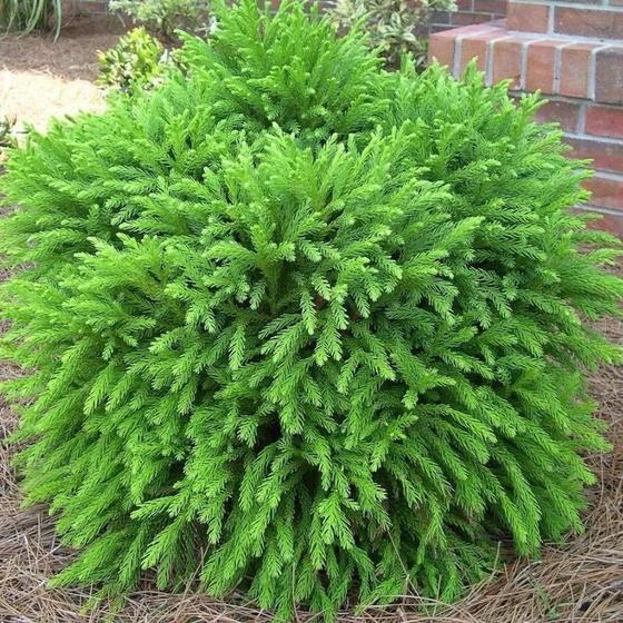 a green bush in front of a brick building