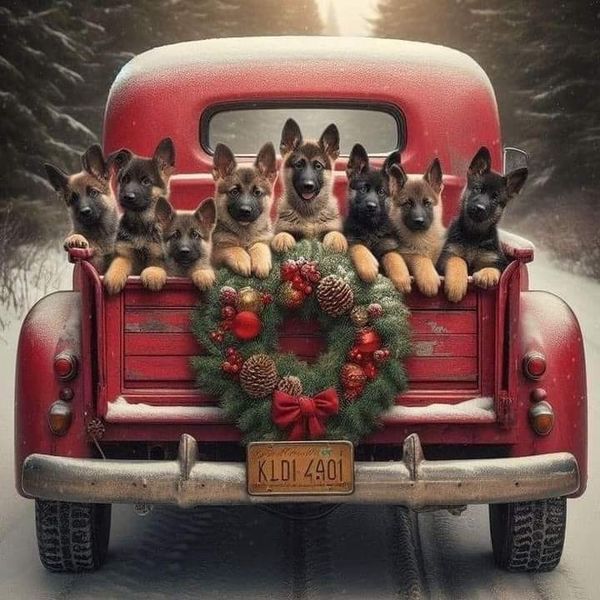 four dogs are sitting in the back of an old red truck decorated with wreaths and pine cones