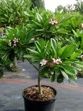 a small potted tree with pink flowers in it's center and green leaves