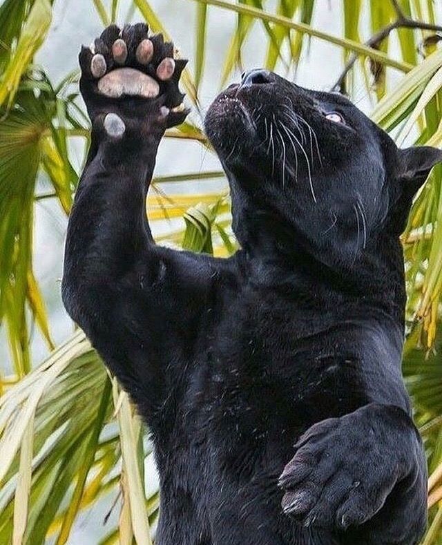 a black cat reaching up into the air with its paw on top of it's head