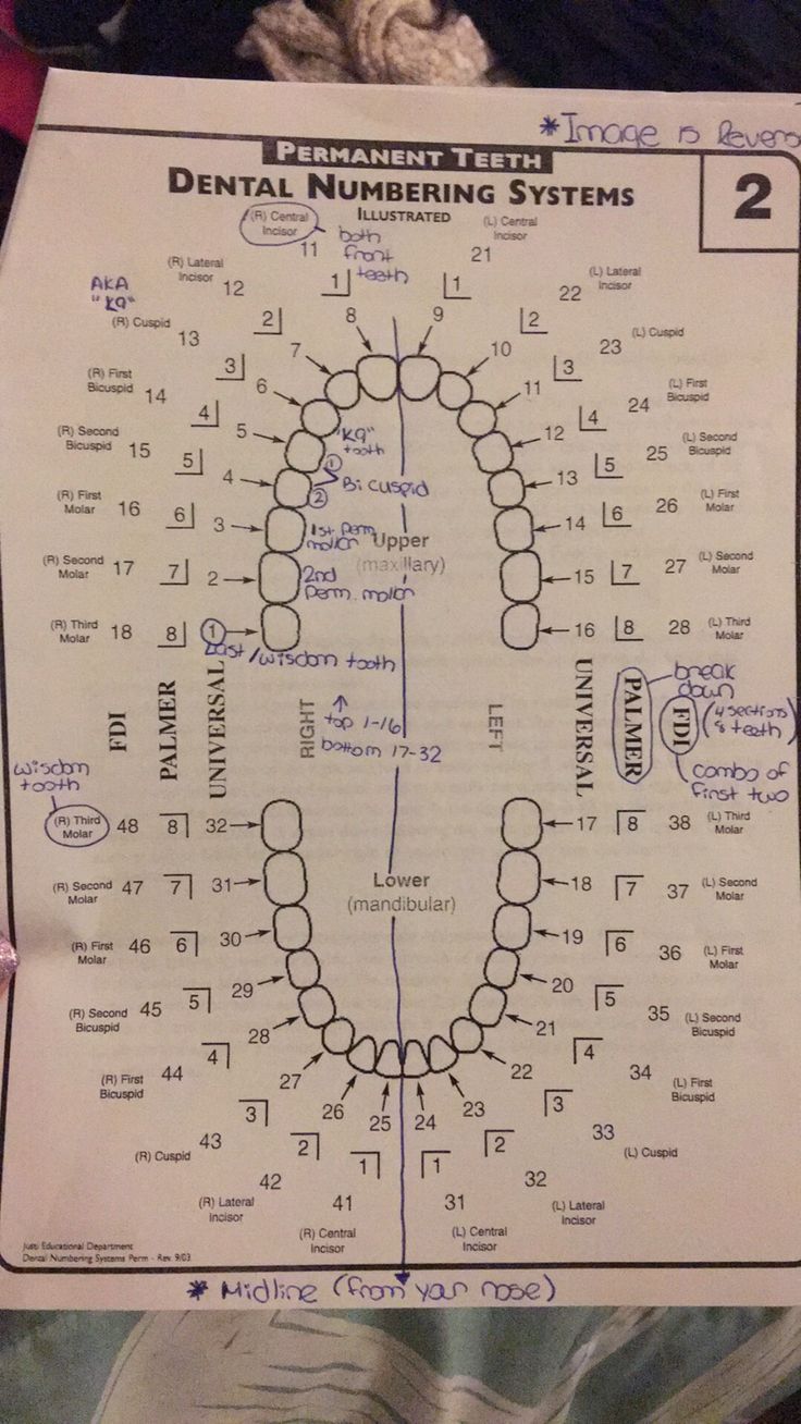 Dental Assistant Study Guide, Dentist Career, Dental Assistant School, Dental Hygienist School, Dentist Assistant, Dental Assistant Study, Dental Hygiene Student, Dental Aesthetics, Kedokteran Gigi