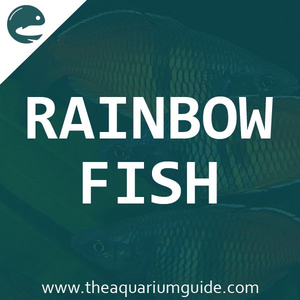 rainbow fish with the words rainbow fish in white and green overlaying it's image