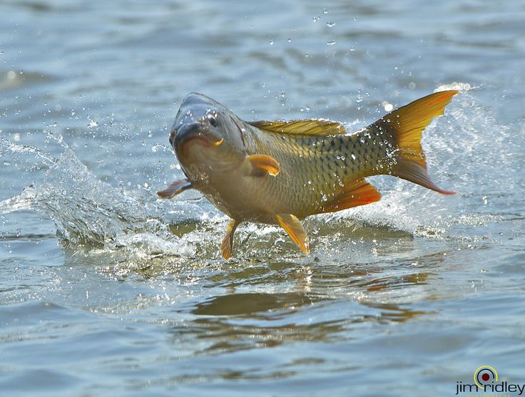 a fish is jumping out of the water to catch something in it's mouth