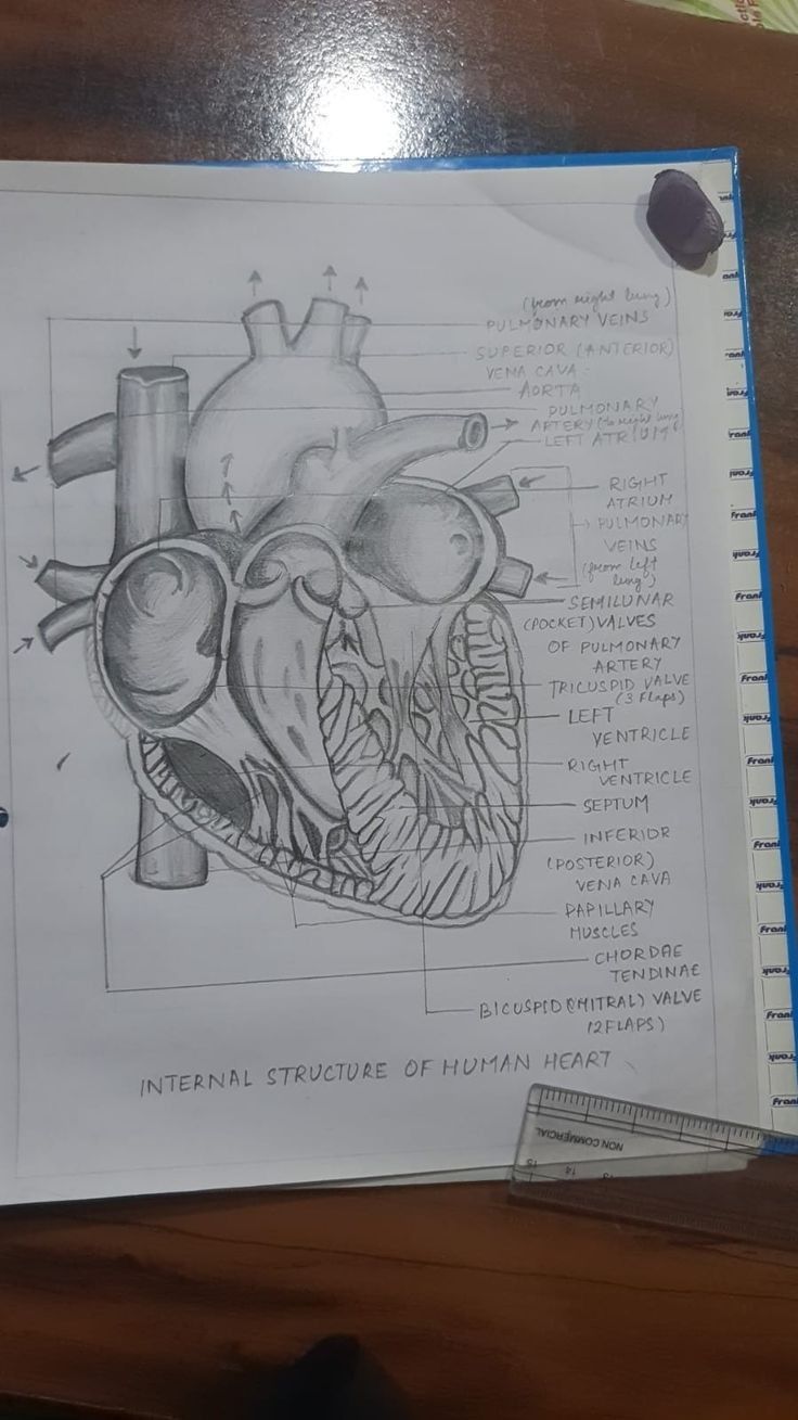 a drawing of the human heart on a piece of paper