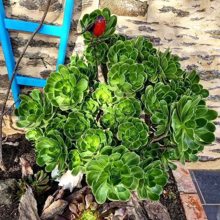 a potted plant with green leaves and red flower in front of a blue chair