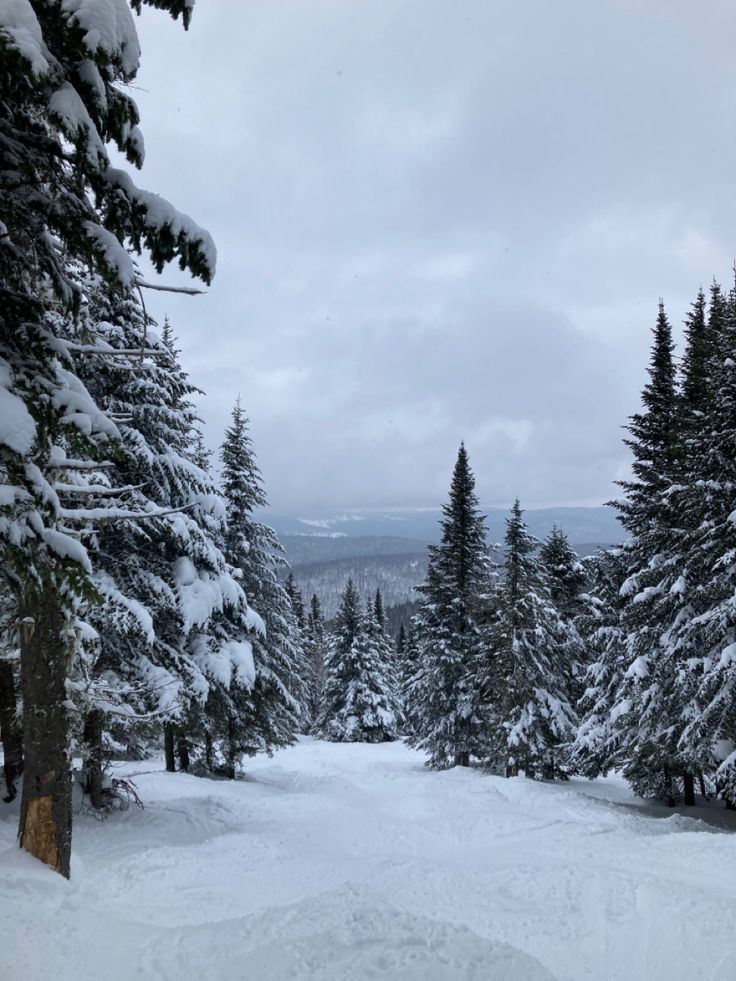 snow covered trees line the side of a ski slope