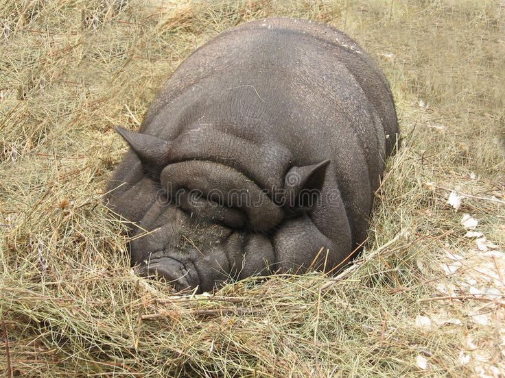 an animal that is laying down in the grass with it's head on its side