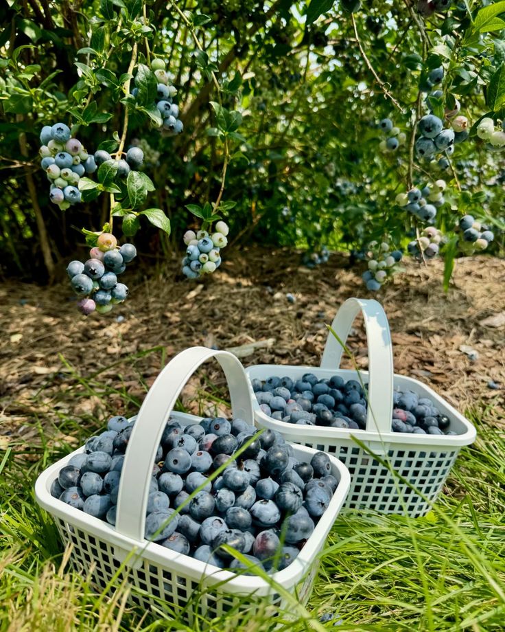 two baskets filled with blueberries sitting in the grass