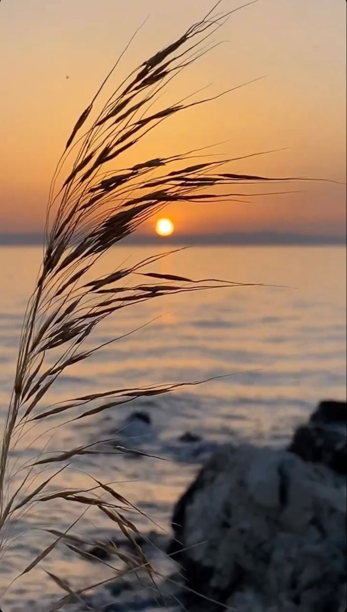 the sun is setting over the ocean with some long grass blowing in front of it