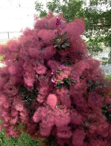 a bush with pink flowers growing out of it