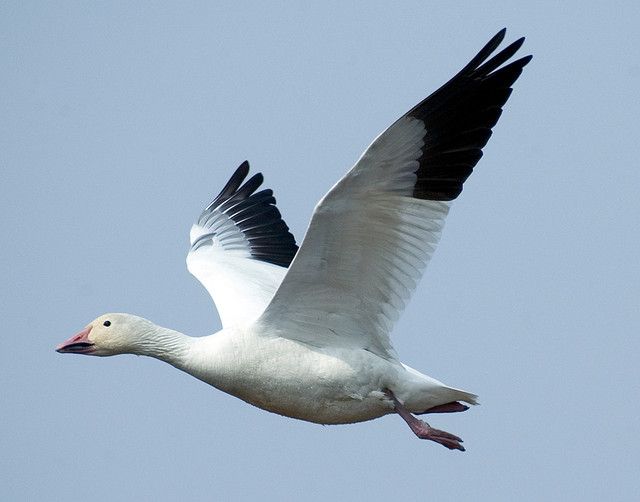 a white and black bird flying in the sky