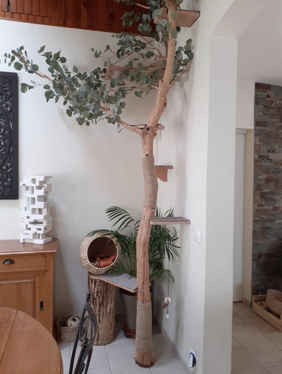 a bonsai tree in the corner of a room