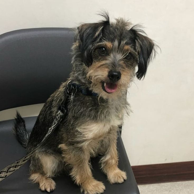 a small dog sitting on top of a black chair