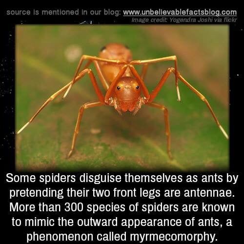 a close up of a spider on a leaf with caption in the middle saying, some spiders discuss themselves as ants by pretending their two front legs