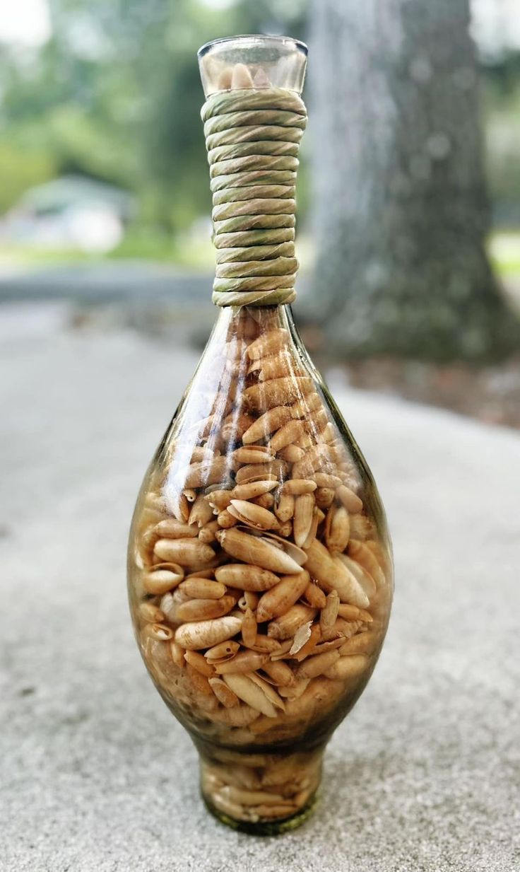 a glass bottle filled with peanuts sitting on top of a cement ground next to a tree