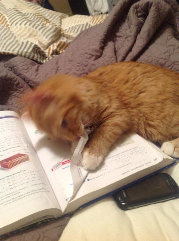 an orange and white cat laying on top of a bed next to an open book