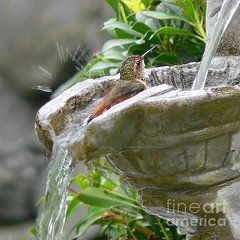 a hummingbird drinking water from a fountain