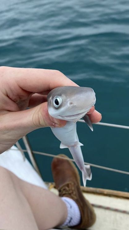 a person is holding a small fish in their hand while sitting on the deck of a boat